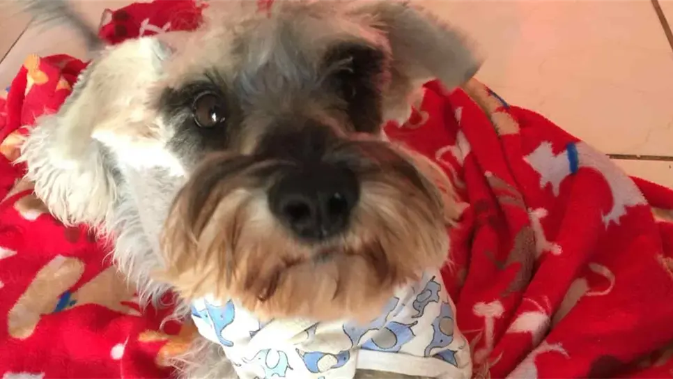 ¿Sabías que por temor a la pirotecnia perritos podrían morir?