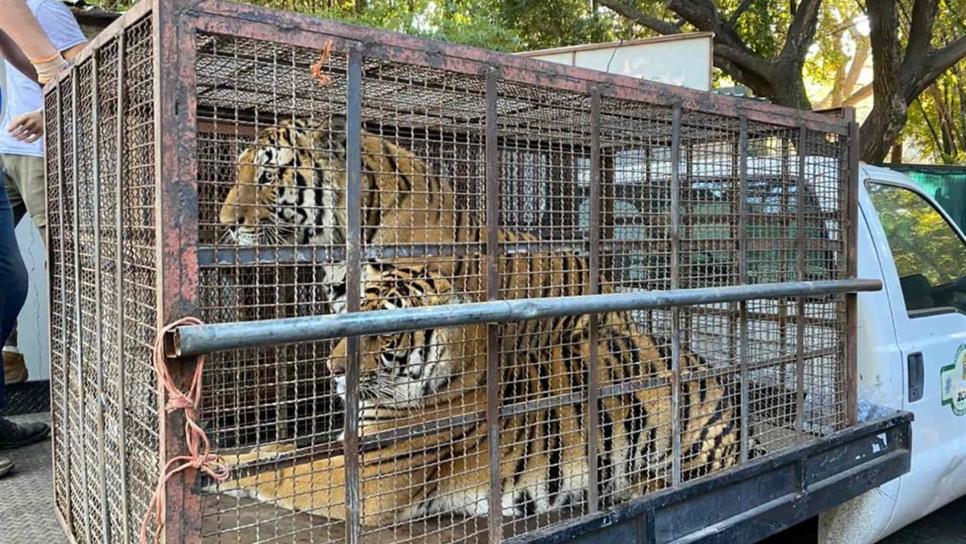 Zoo de Culiacán ayuda en el rescate de dos tigres y una leona en Navojoa