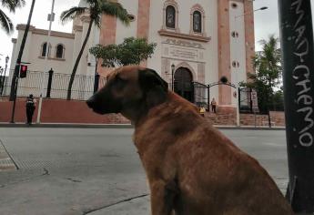 Muere “Capitán”, perro conocido por vivir en el centro de Culiacán