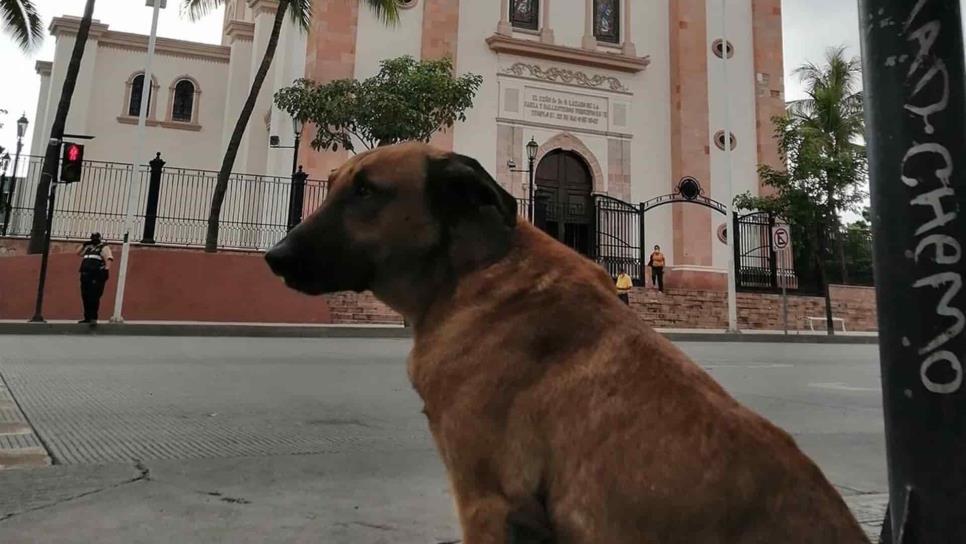 Muere “Capitán”, perro conocido por vivir en el centro de Culiacán