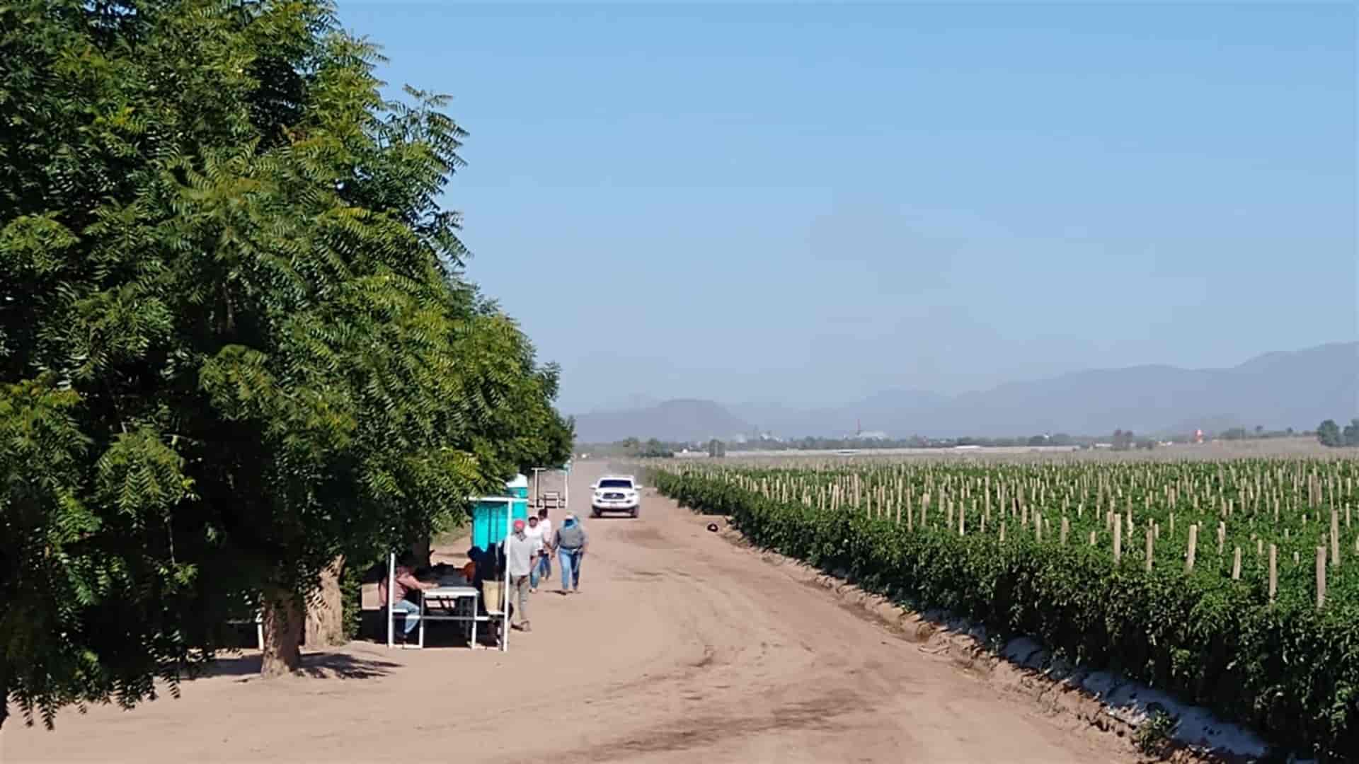 Trabajador del campo muere arrollado por tractor en Navolato