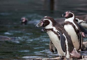 Pingüinario de Mazatlán podría abrir hasta mediados de enero