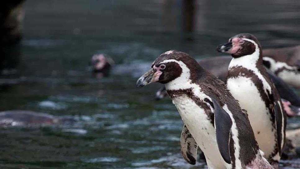 Pingüinario de Mazatlán podría abrir hasta mediados de enero