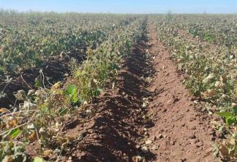 Productores de Sinaloa listos para sembrar, pero no ha llegado la semilla
