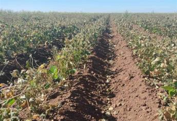 Detectan rabia y hongos en cultivo de garbanzo