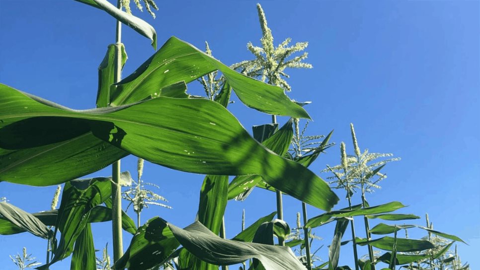 No se reportan daños en cultivos por bajas temperaturas: JLSVVF