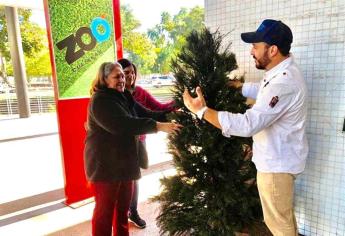 Zoológico de Culiacán activa su centro de acopio de Árboles de Navidad