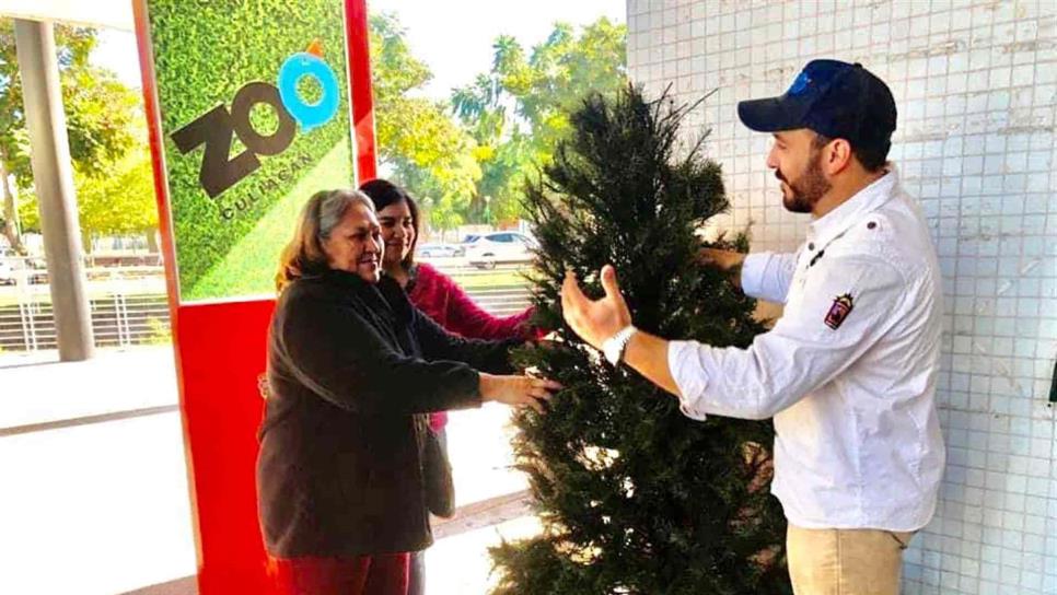 Zoológico de Culiacán activa su centro de acopio de Árboles de Navidad