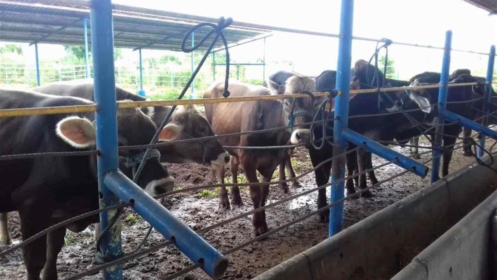 Harán pruebas diagnósticas a ganado para descartar brote de tuberculosis