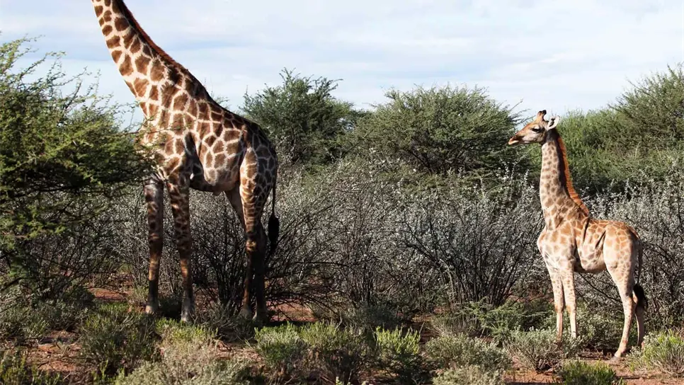 Varios científicos documentan las primeras jirafas enanas en Uganda y Namibia