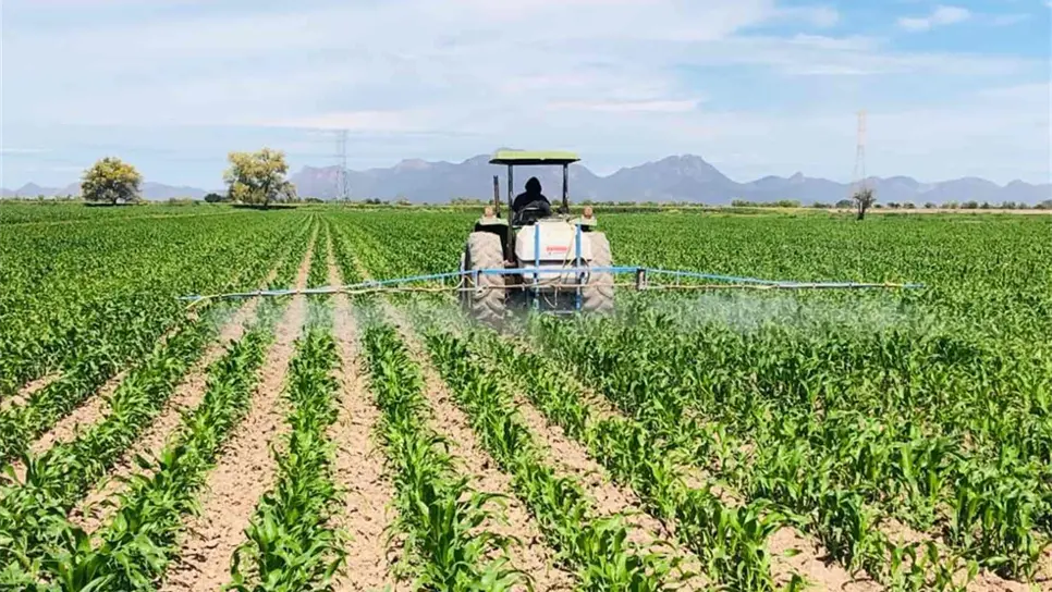 Agricultura en Sinaloa, a merced de los coyotes: AARFS