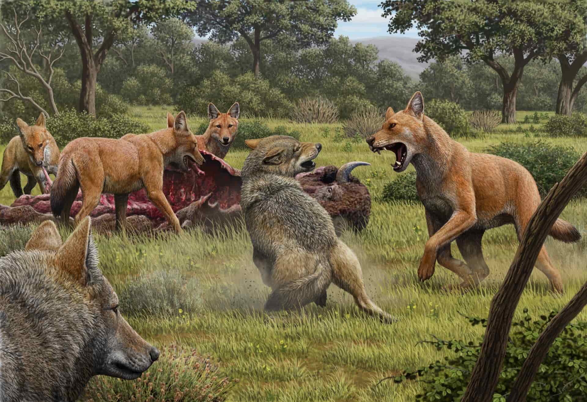 Una manada de lobos de pelaje rojo (Canis Dirus) se alimentan del visón que han cazado, mientras que unos lobos grises( Canis Lupus) intentan acceder a la presa. EFE/Nature