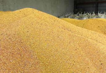 Ya hay contratadas 2 millones de toneladas de maíz de Sinaloa
