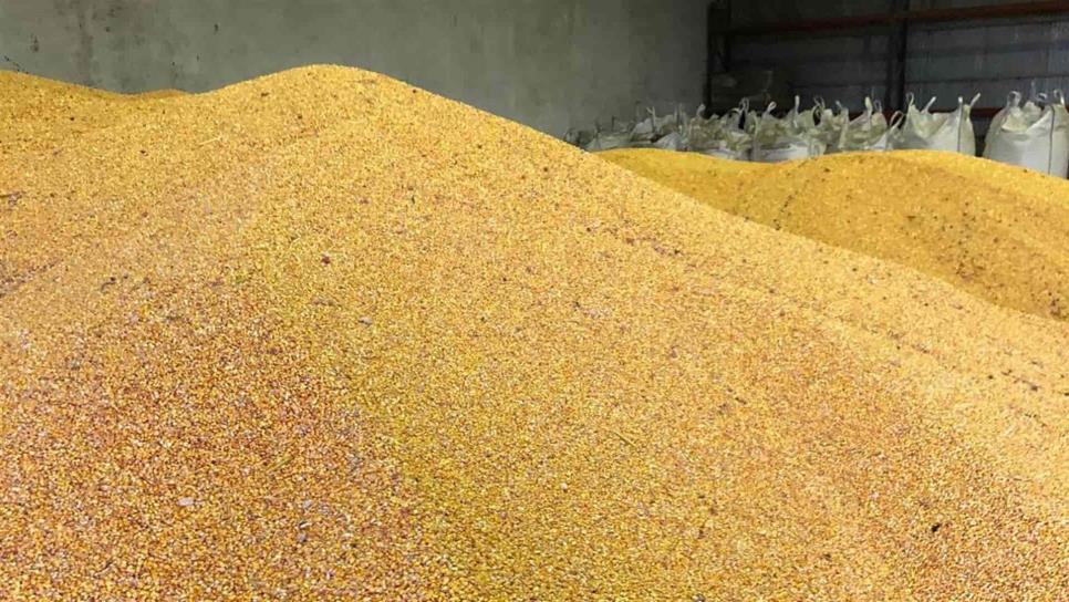 Suben precios a futuro de maíz y trigo