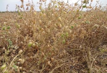 Heladas dañan parcialmente 32 mil hectáreas de garbanzo en Sinaloa