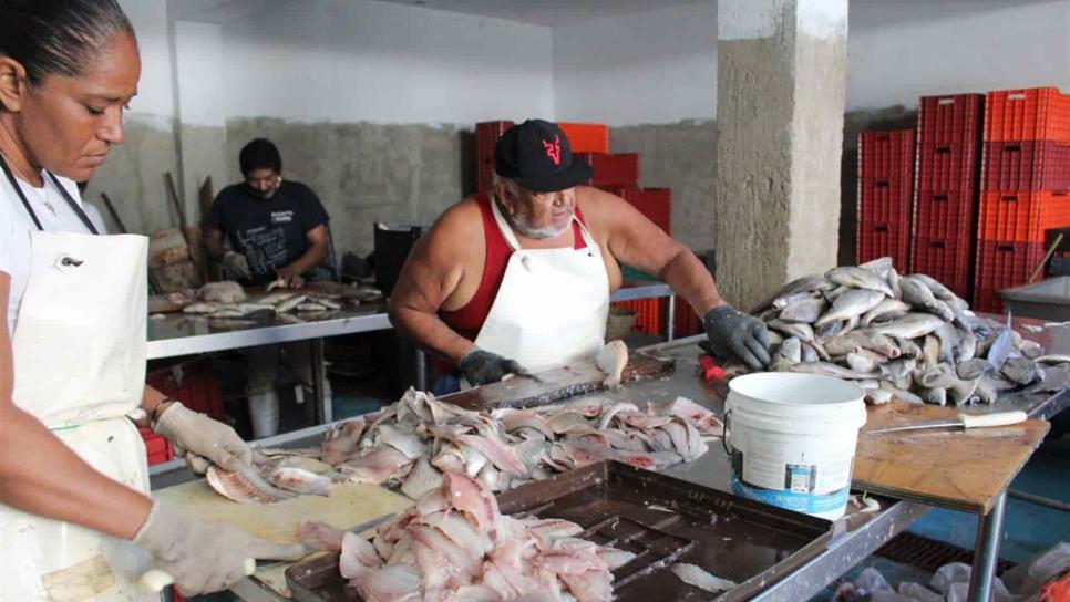 Anuncian Programas Especiales de Pesca en Sinaloa