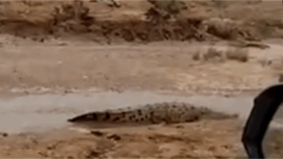 FOTO: Captura de video.