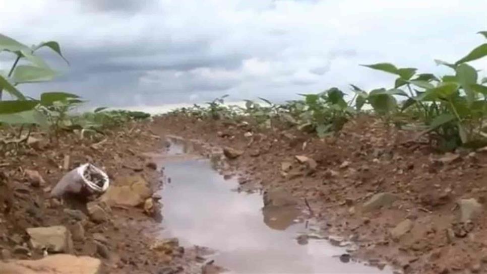 Lluvias no afectan a la agricultura en Sinaloa