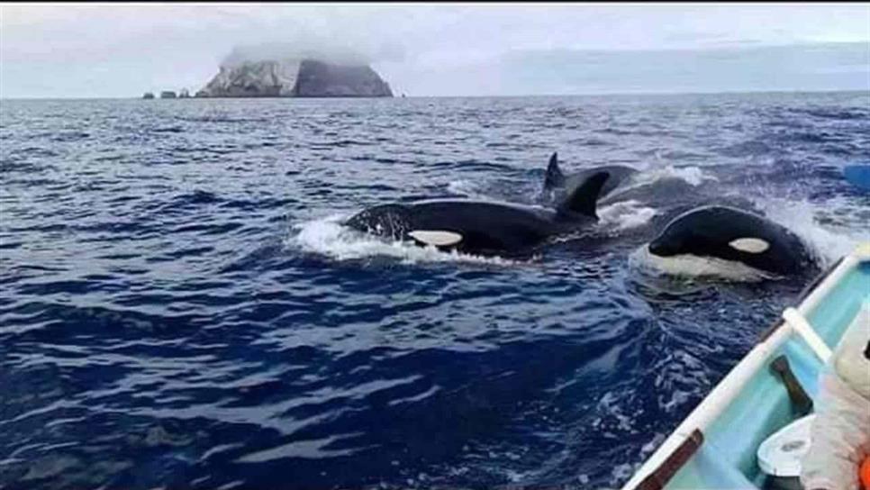 ¡Un bello espectáculo! Captan orcas en El Farallón