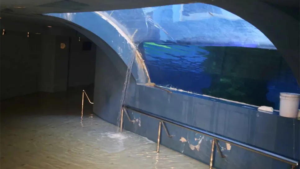 Exfuncionarios pagarán 3 mdp por fallas del tiburonario