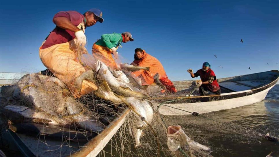 Estiman crecimiento del 15% en la producción pesquera y acuícola del país