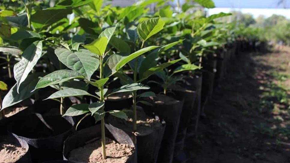 Sedesu plantará árboles en el Hospital Civil de Culiacán