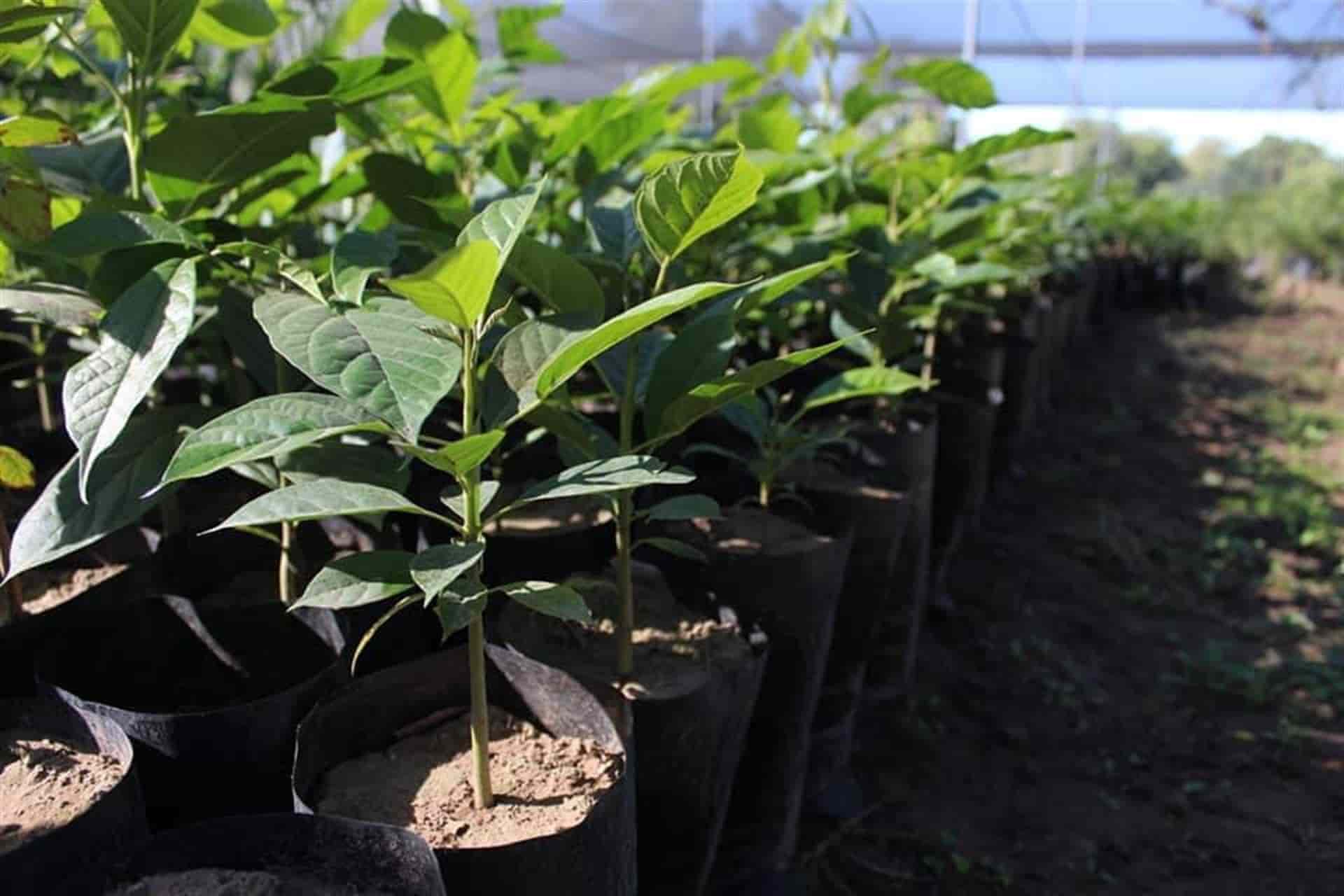 Sedesu plantará árboles en el Hospital Civil de Culiacán