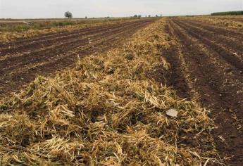 Alertan sobre el riesgo de guardar la cosecha de frijol en casas