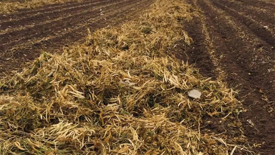 Alertan sobre el riesgo de guardar la cosecha de frijol en casas