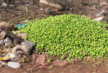 Productores cortan y tiran tomatillo ante falta de precio