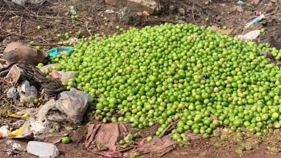 Productores cortan y tiran tomatillo ante falta de precio