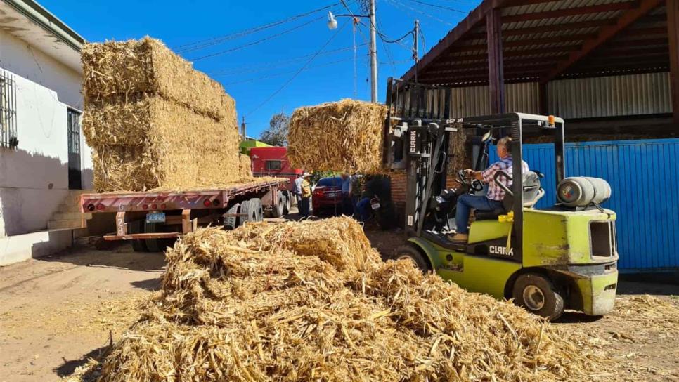 Entregan forraje a ganaderos para combatir sequía