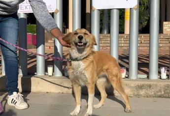 Centro de Bienestar Animal de Mazatlán no será centro de exterminio: Ecología