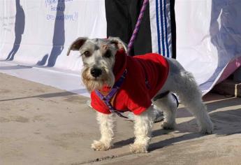 ¡Hasta dos años de cárcel! Aprueban reformas a la Ley de Protección a los Animales