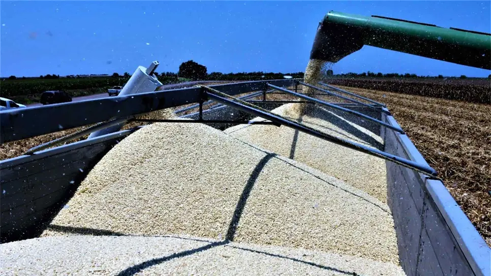 Productores aprovechan buenos precios y compran coberturas