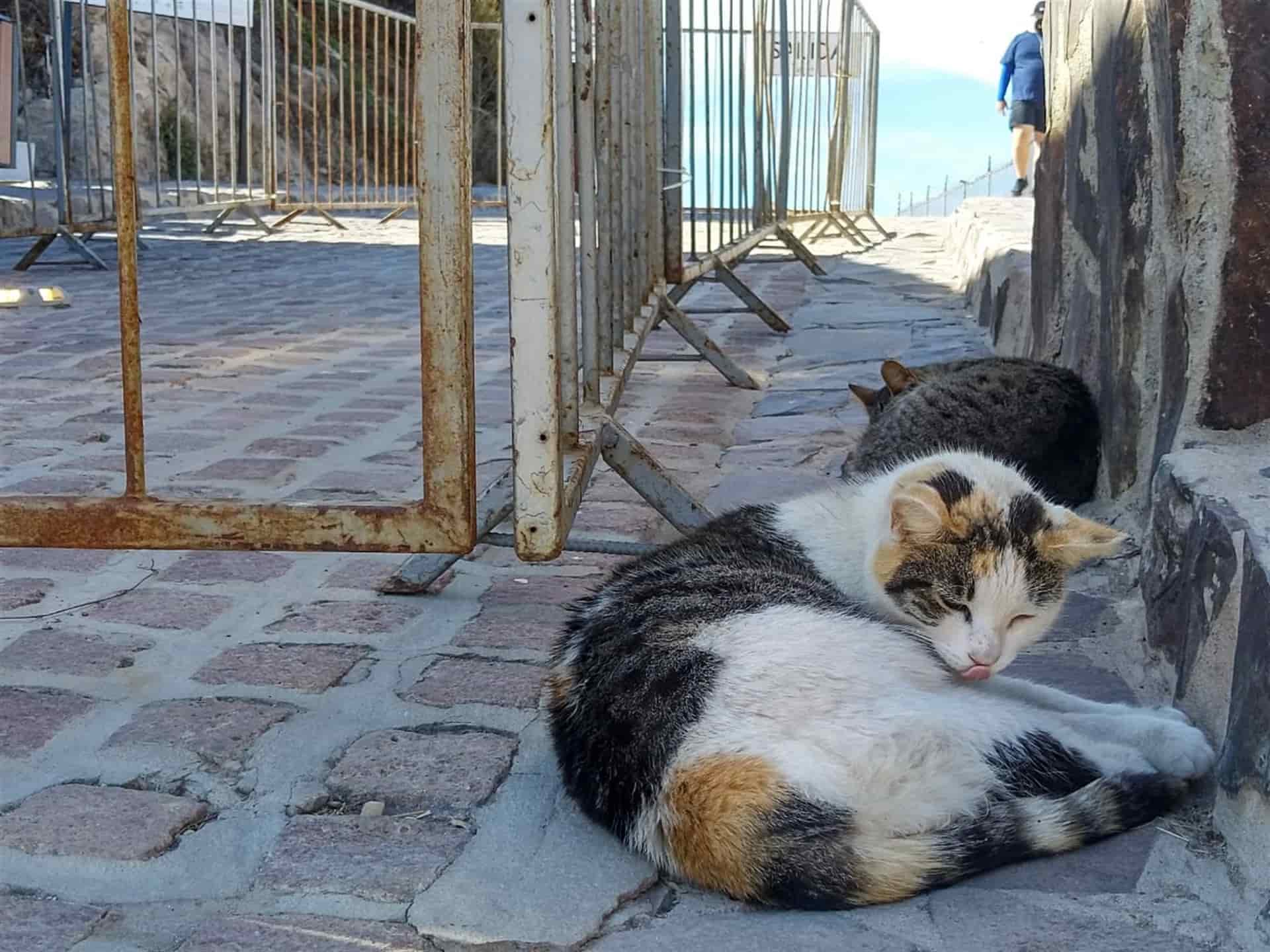A la baja el número de gatos abandonados en El Faro