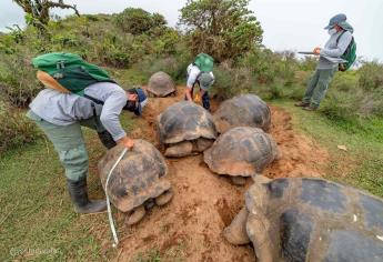 Marcan a 4.723 tortugas gigantes en una isla volcánica de Galápagos