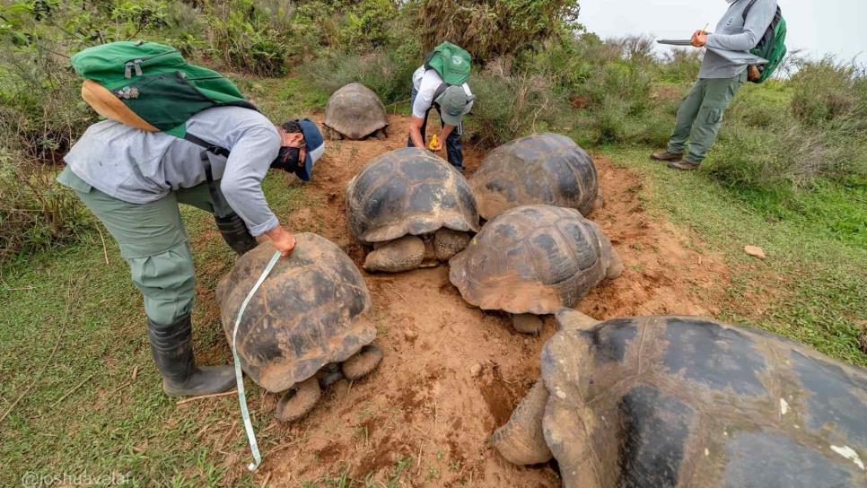 Marcan a 4.723 tortugas gigantes en una isla volcánica de Galápagos