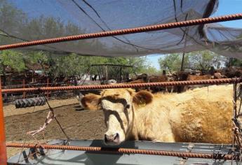 Matarán a 2 mil 413 reses con tuberculosis y brucelosis