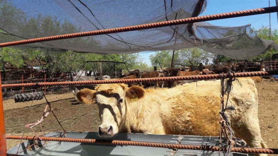 Matarán a 2 mil 413 reses con tuberculosis y brucelosis