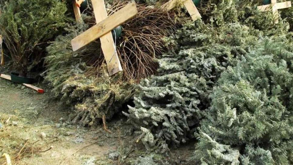 Reiteran llamado a población para que entregue pinos navideños naturales