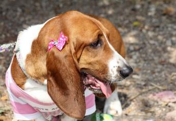 ¡Cuida a tu mascota! Altas temperaturas provocan golpe de calor también en animales