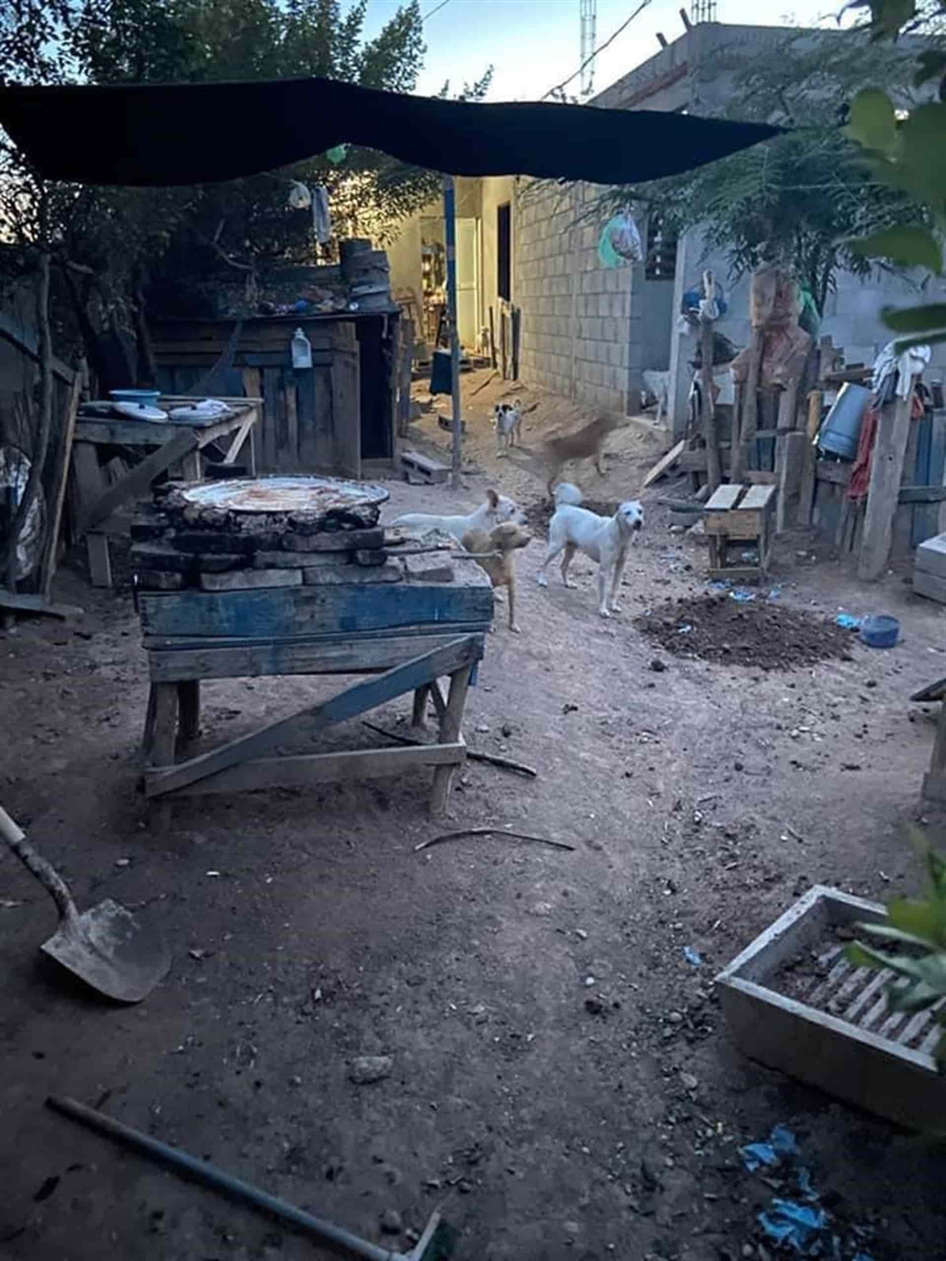 Tras morir su dueño, 22 perros quedan desamparados en Villa Juárez