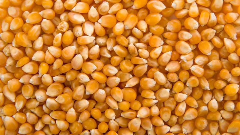 EUA compromete 89 % de su maíz exportable