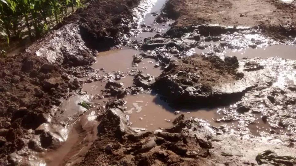 Sorprenden a productores que desperdician agua en Ahome