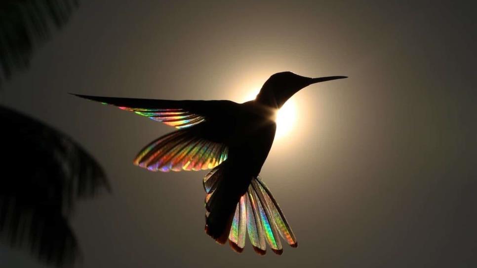 Detectan venta de colibríes para amarres en Mazatlán