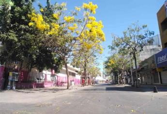 Fraccionamientos y áreas comerciales deberán de plantar árboles en Culiacán