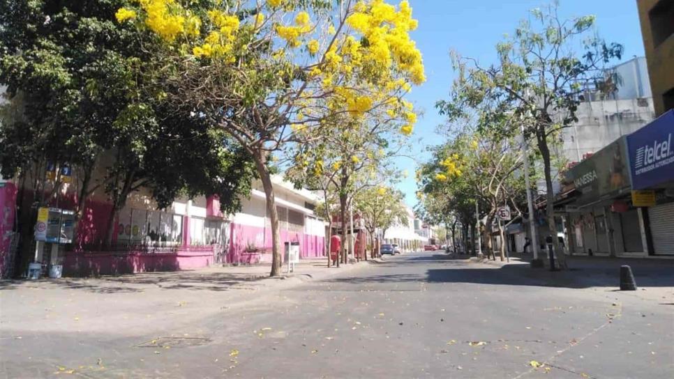 Fraccionamientos y áreas comerciales deberán de plantar árboles en Culiacán