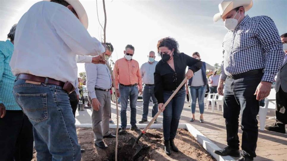 Inicia el Ayuntamiento de Guasave reforestación de 6.5 kilómetros del Río Sinaloa