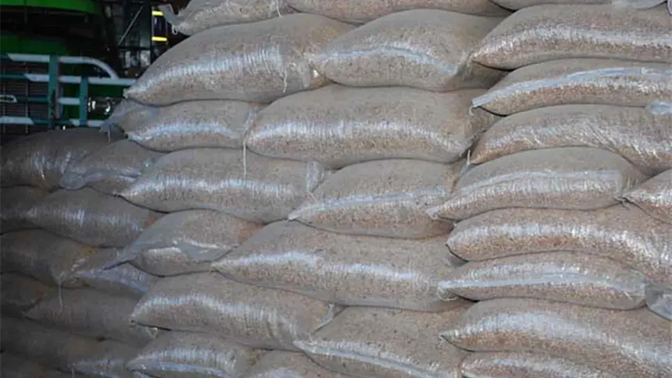 Bajos rendimientos en frijol de Sinaloa; cosecha al 80% . | FOTO: Internet.